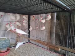 White, Silver & Fawn Java