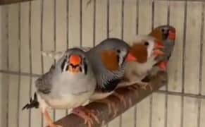 Exhibition finches ready to breed pair