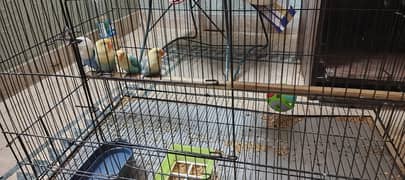 Opaline breeder pair with 2 chicks plus cage