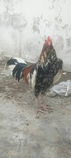 Aseel Murga