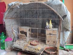 4 Female 1 male with BirdCage