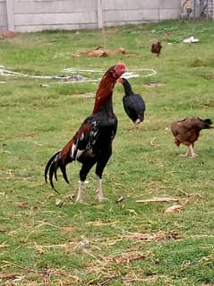 indian parrot beak and aseel Kross pair