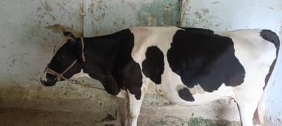 Australian cow