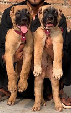 Turkish Kangal Puppy / King Kurdish Kangal puppies