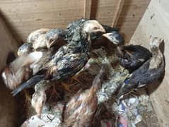 Pure aseel chicks whatsapp num 03707253289