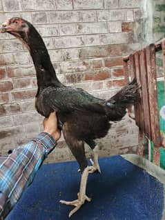Black O shamo female