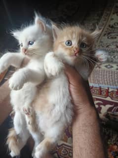 Brown And White Cat Baby