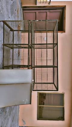 parrots colony for sale