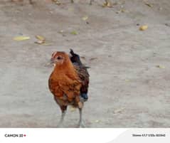 Desi Hens Age 1 Month