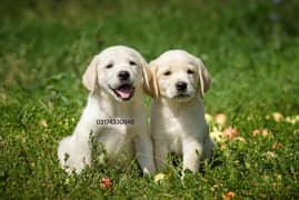 labrador puppies for sale