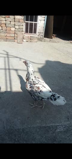 cheeni madi high quality 0316 5211958