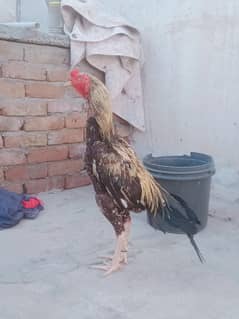 Aseel patha high quality