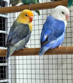 The cute love bird$