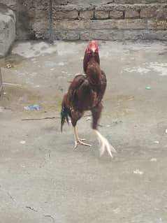 aseel murgha lakha