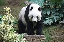 Foodpanda