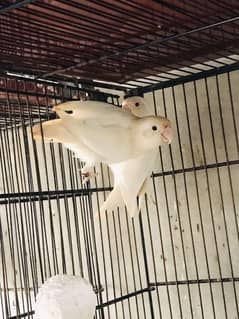 parrots