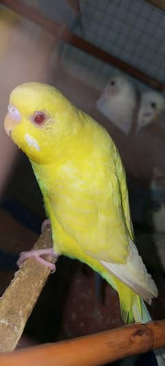 Australian bird !