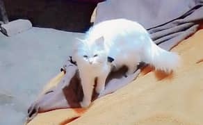 cat for sale