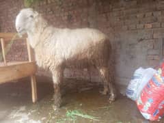 chtra for sale