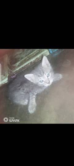 barown calico and Garry kittens dabale cot