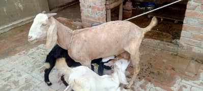 Bakri shat 2 female . 03064121372. what's app num