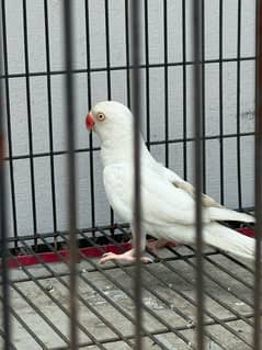 Australian white ring female