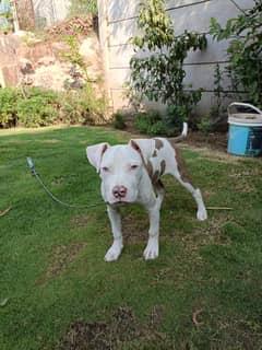 Original American Pitbull