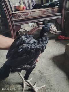 Pure Aseel chicks. home breed.