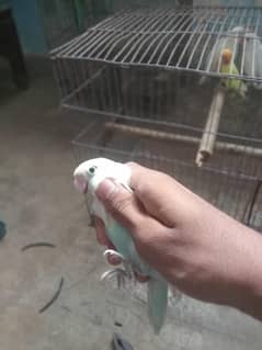 Albino
