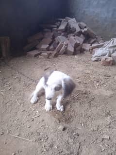 painter cross Russian dog puppy for sale no return and can be bargain