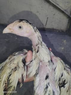 Pure Aseel heera chicks.
