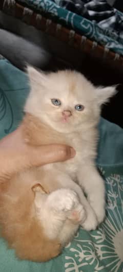 Persian