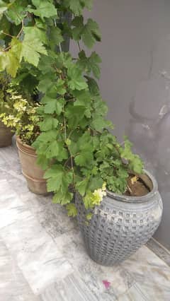 healthy n fruting 10 feel tall grape vine with planter