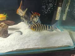 Healthy 7"+ Leporinus Fish – Home Grown