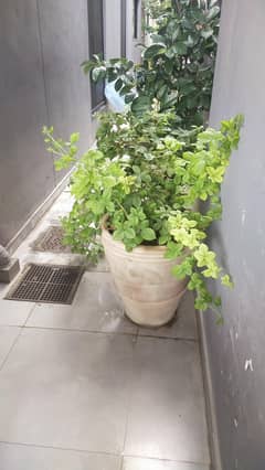 Healthy n fruting blackberry plant with planter