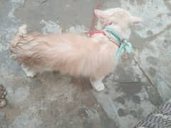 Persian2 cats
