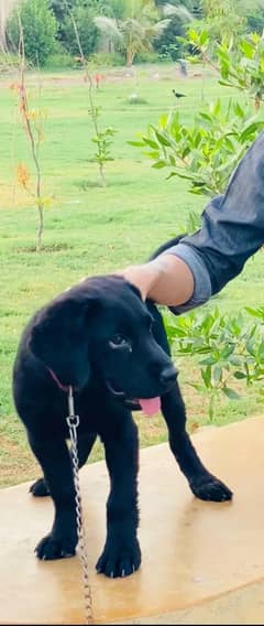Dog for sale 030