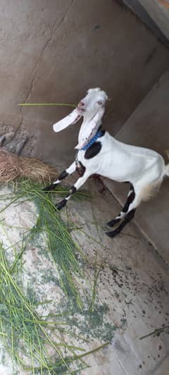 Bakri