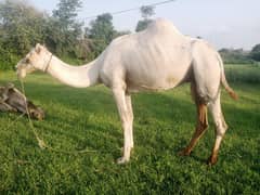 camel for sadqa,aqiqa,livestock and qurbani available