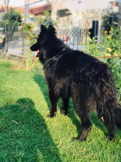 Black Breeder German Shepherd Female