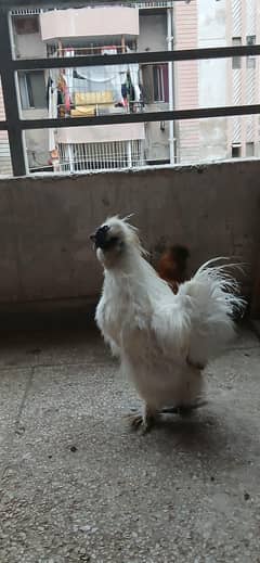 SILKY CHICKS PAIR FOR SALE | BEST BREED