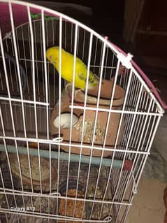 budgie