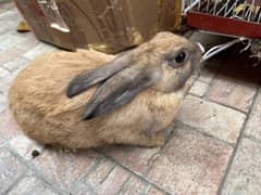 Cottontail rabbits