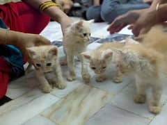 Male & Female  persian  baby 1 month age