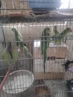parrots