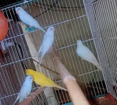 Red Eyes whattsApp 03008658689 Budgie Australian