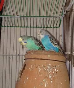 confirm pair