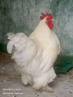 Heavy White Buff For Sale