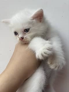 Persian Kitten Triple Coated