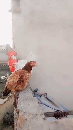 eggs deti ha  1piece
